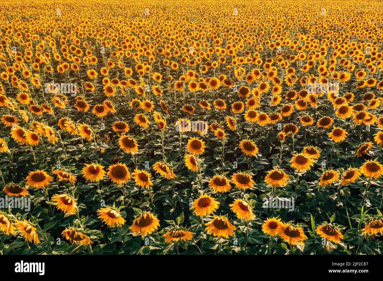 High-Angle-Ansicht des blühenden Sonnenblumenplantage Feld aus Drohne Sicht im Sommer Sonnenuntergang Stockfoto
