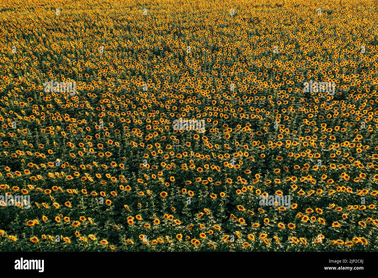 High-Angle-Ansicht des blühenden Sonnenblumenplantage Feld aus Drohne Sicht im Sommer Sonnenuntergang Stockfoto