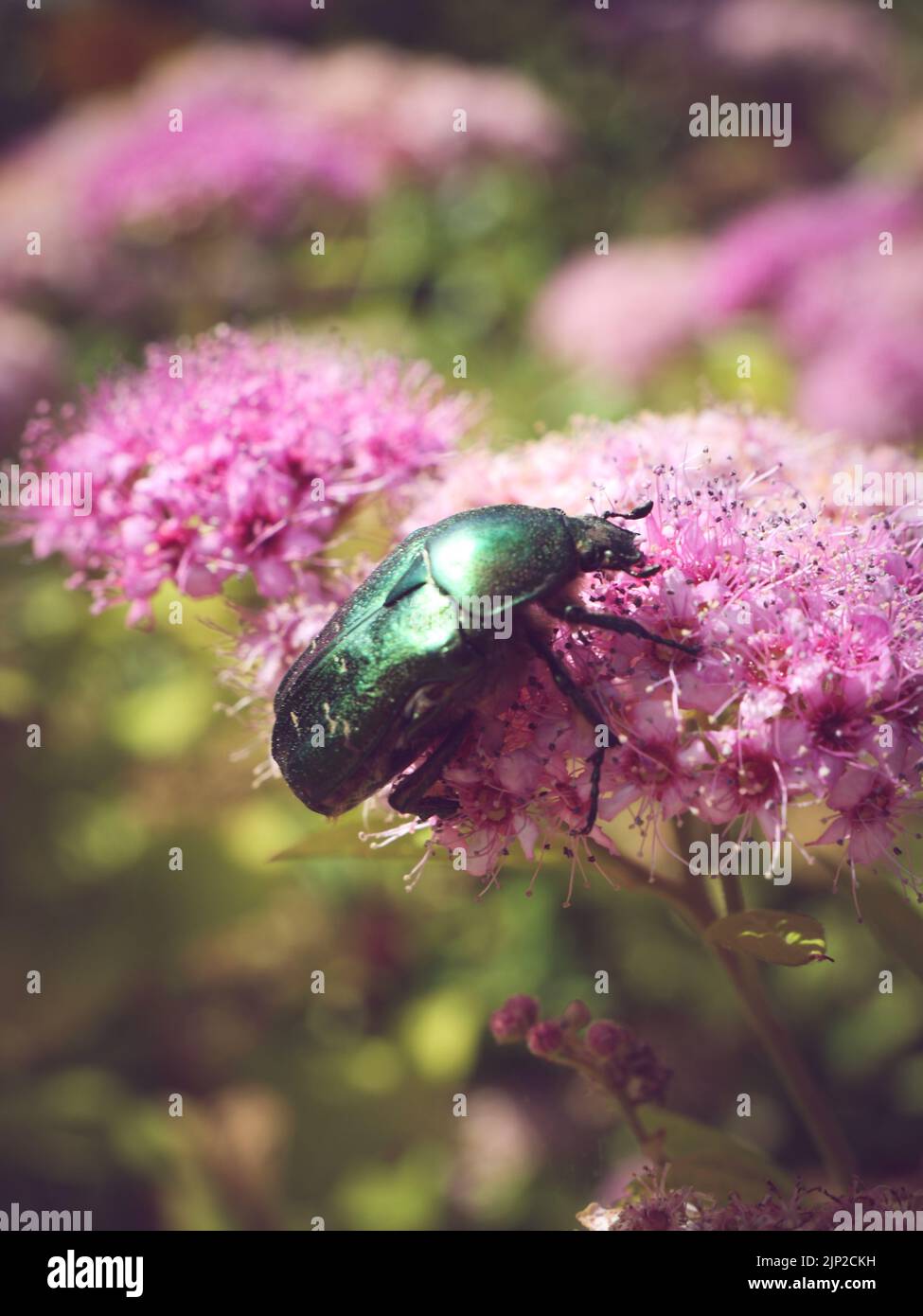 Eine selektive Fokusaufnahme von goldenem Bronzekäfer (Cetonia aurata), der auf rosa Blüten thront Stockfoto