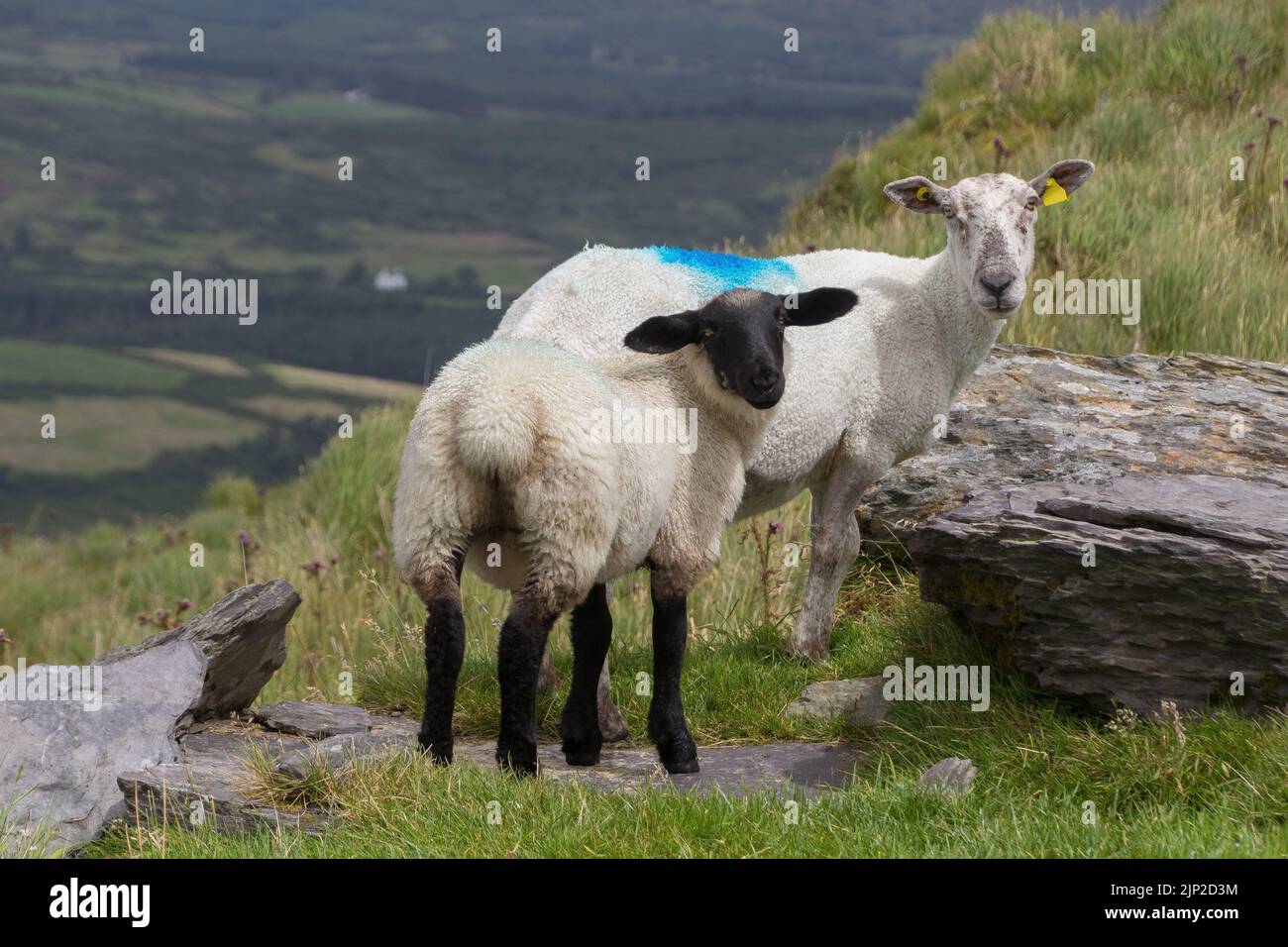 Eine Nahaufnahme von weißen Schafen von Suffolk Rasse mit blauen Schmerzen auf Wolle in Irland, Großbritannien Stockfoto