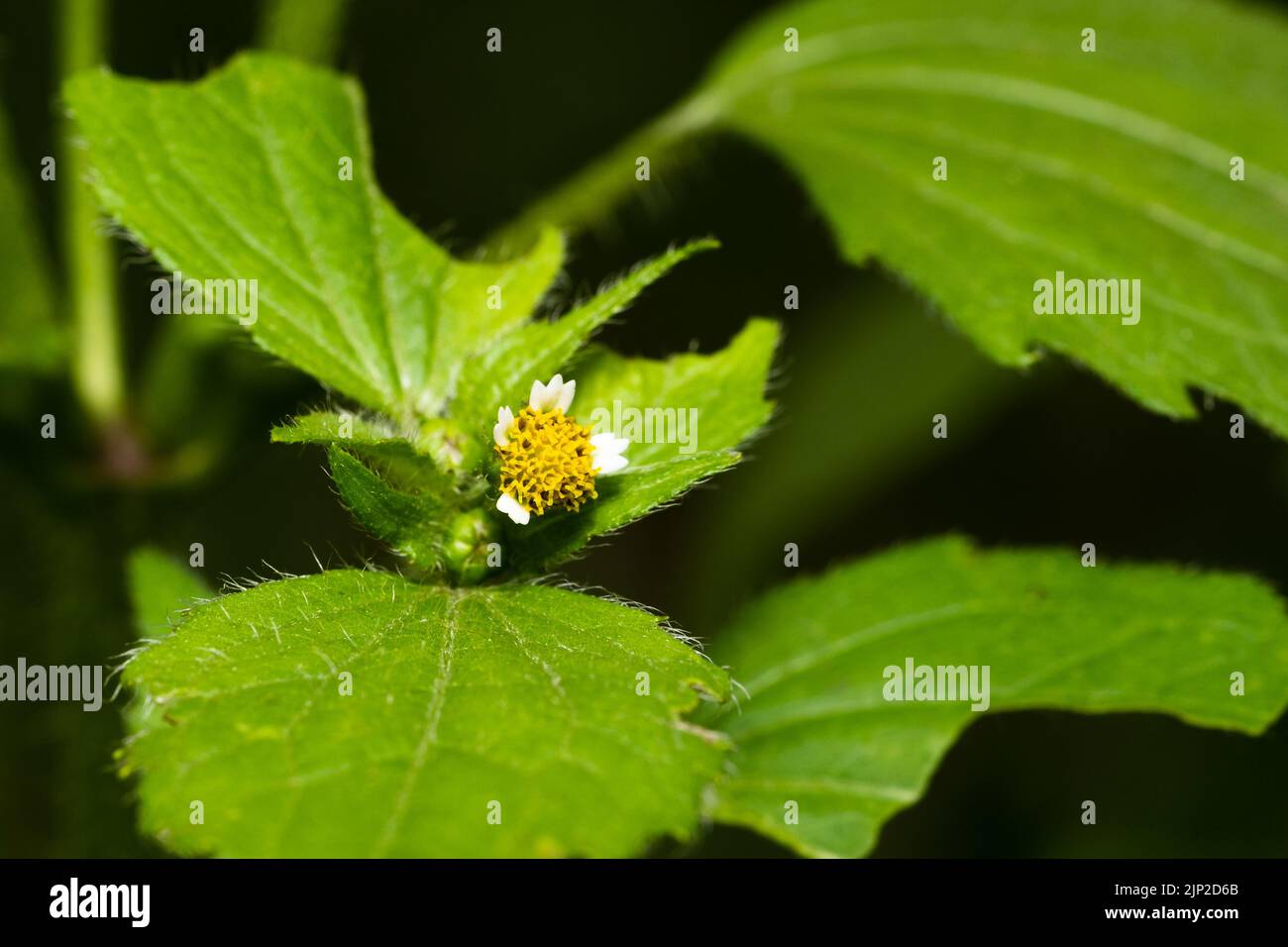 Blümchen (Galinsoga Ciliata) auf unscharfen Hintergrund Stockfoto