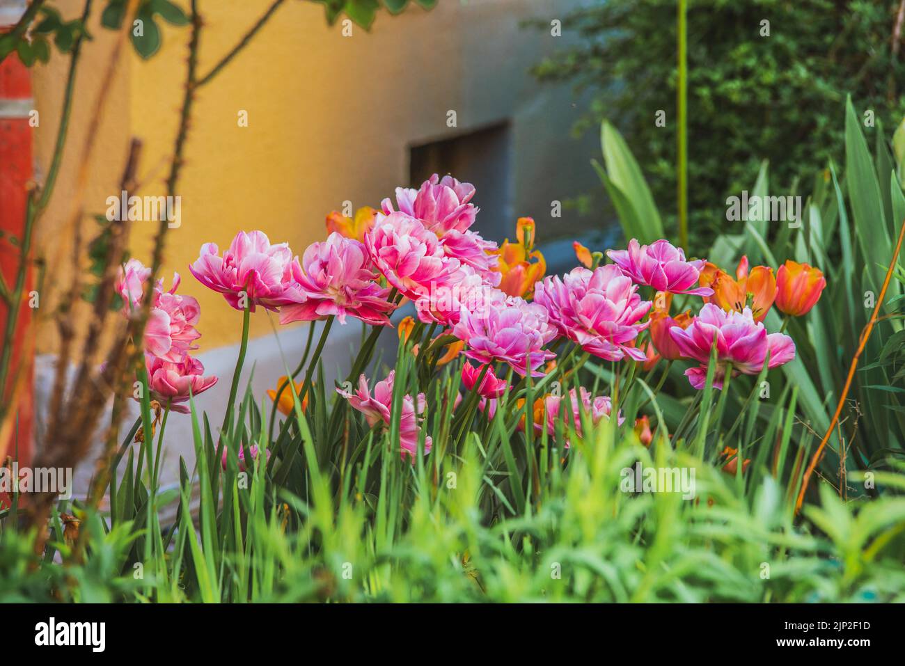 Eine Nahaufnahme von wunderschönen rosa Pfingstrosen und orangefarbenen Tulpen in einem Garten Stockfoto