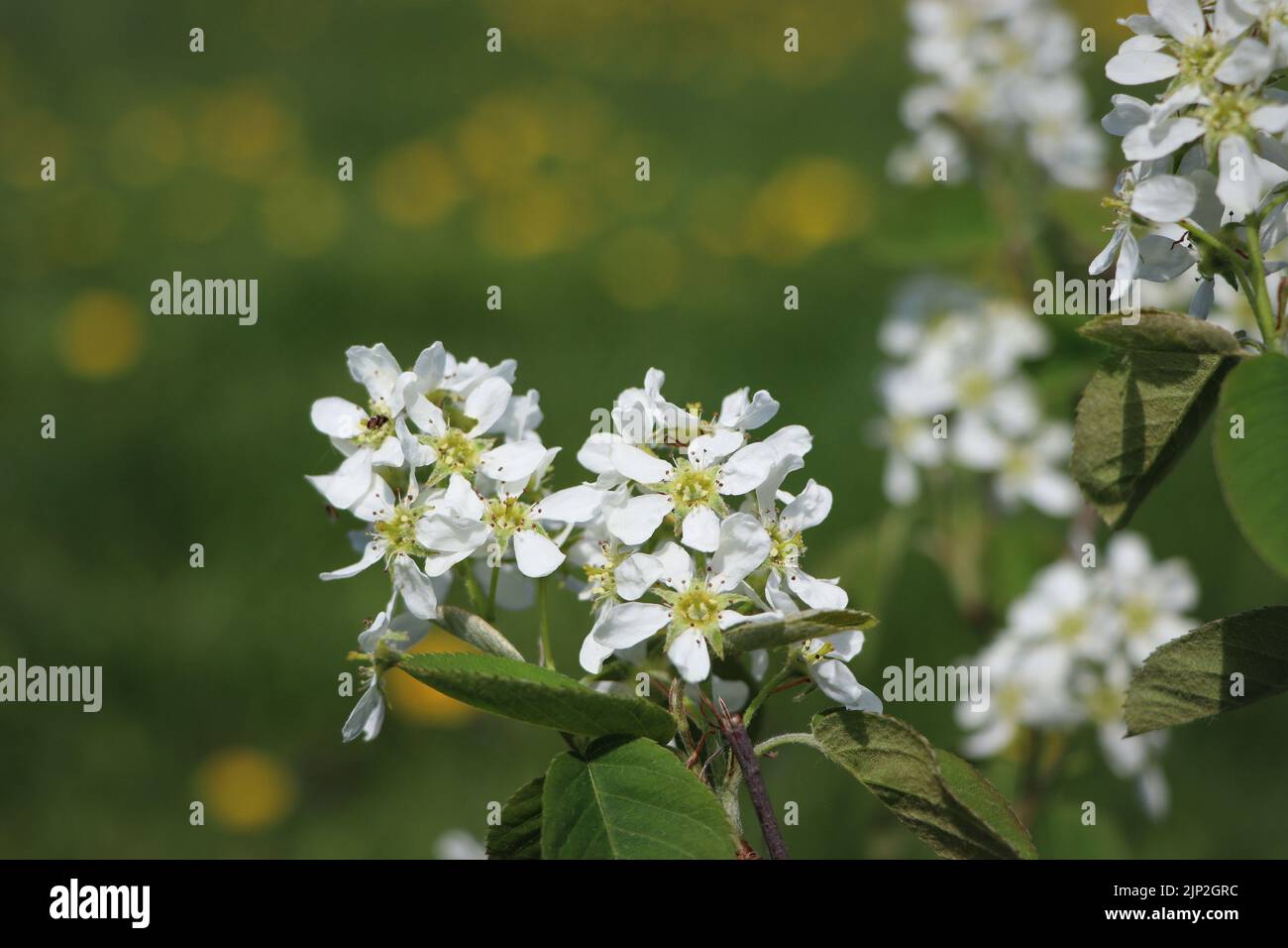 Fruchtblume, Felsenbirnen, amelanchier, Fruchtblumen Stockfoto