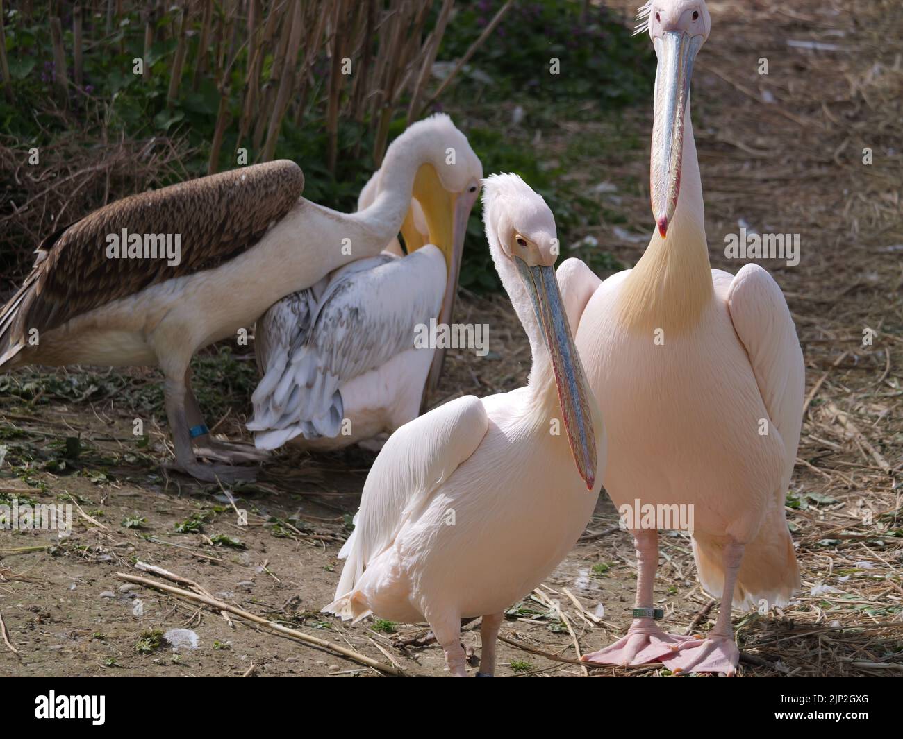 Eine Nahaufnahme von rosigen Pelikanen (Pelecanus onocrotalus), die auf dem Boden laufen Stockfoto