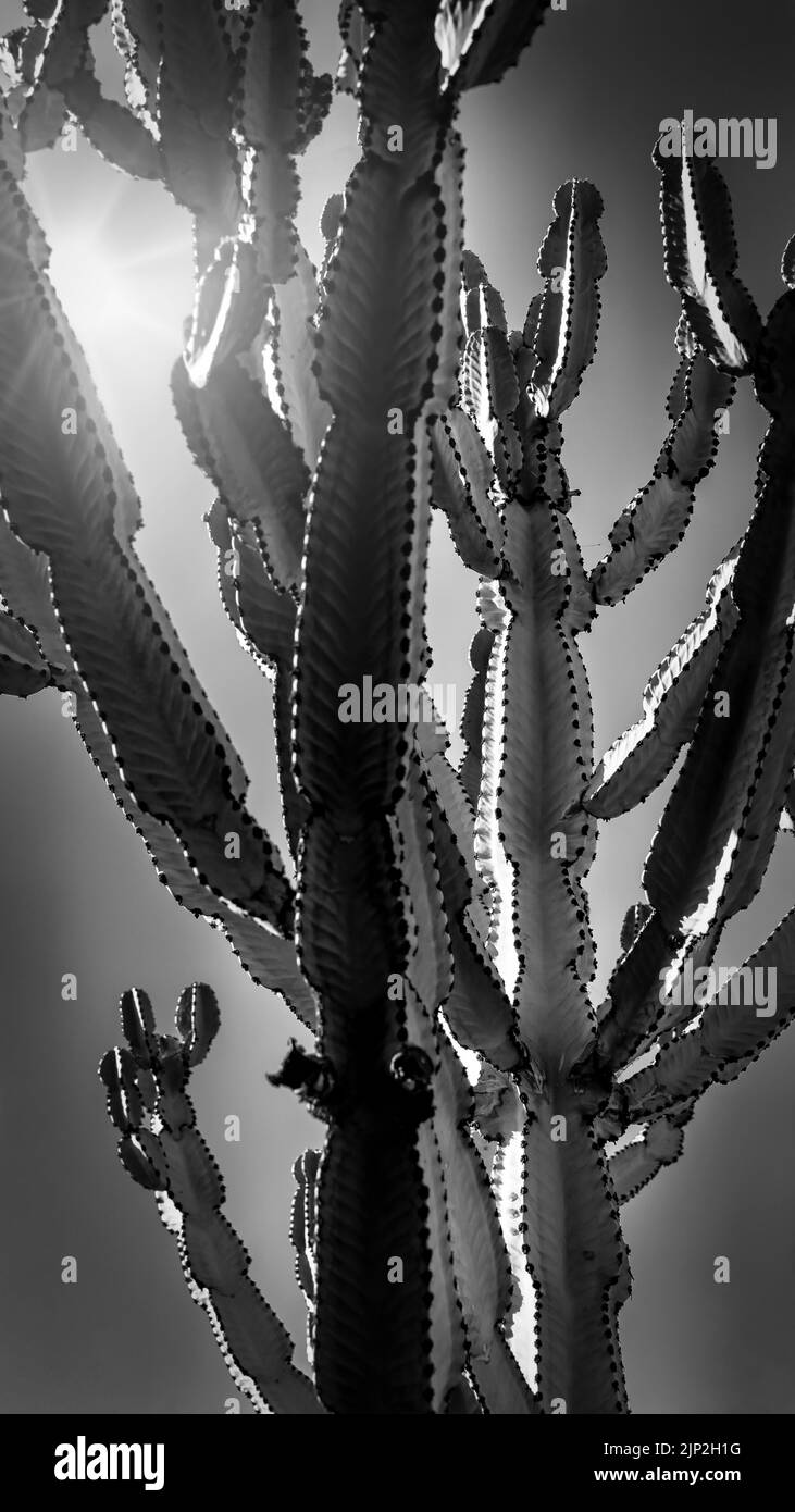 Die Nachmittagssonne zeigt sich hinter einem Kaktus in San Diego, Kalifornien. Stockfoto