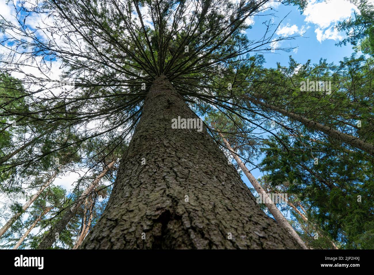 Dicker Stamm einer großen Kiefer, der sich in den blauen Himmel ausdehnt Stockfoto