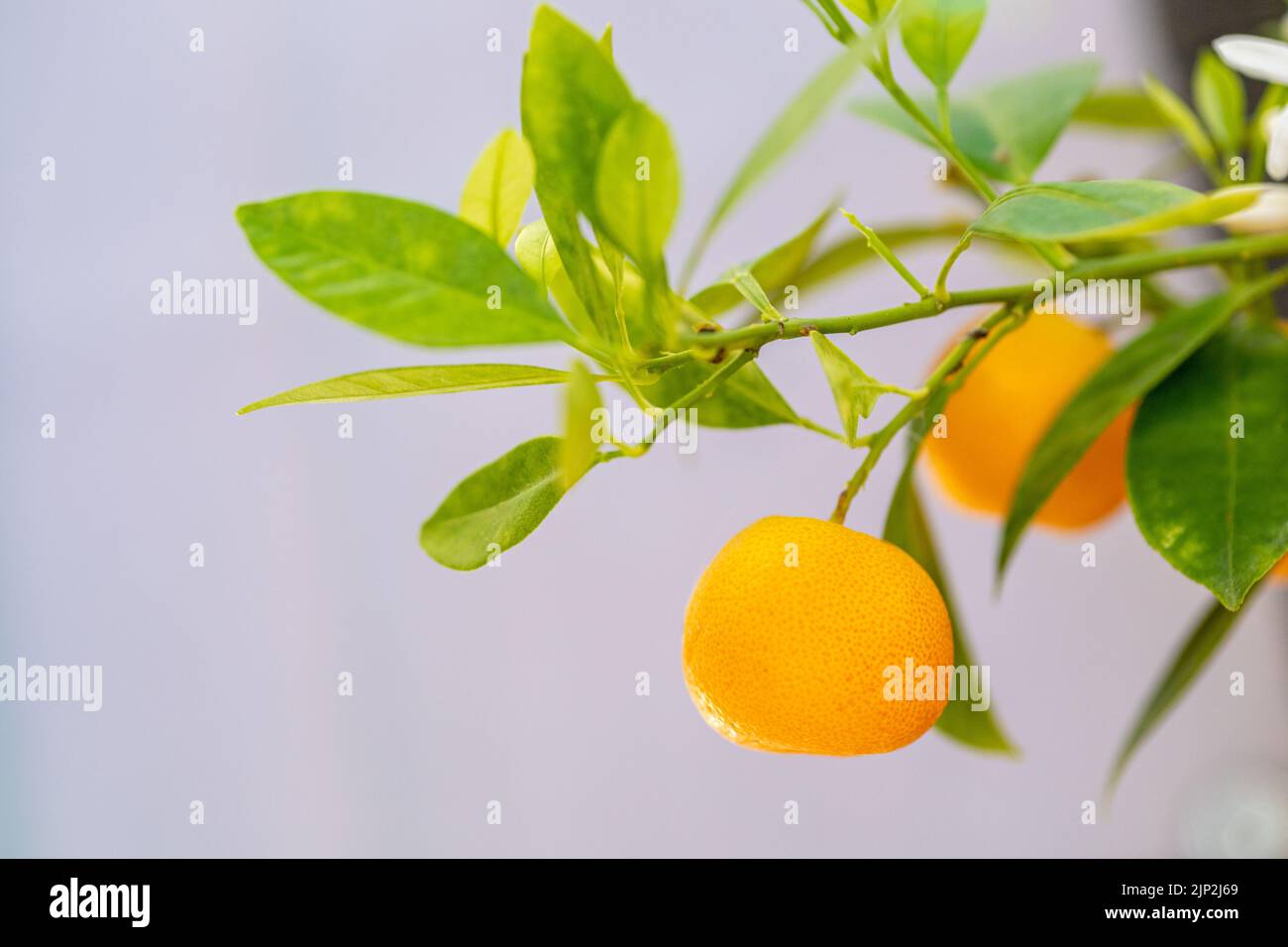 Eine Nahaufnahme eines Mandarinenbaums (Citrus reticulata) Stockfoto