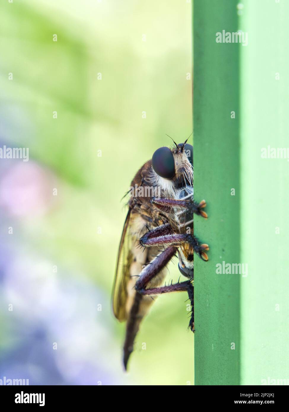 An einem heißen Sommertag im Overland Park Kansas ruhte der große Kahl auf einem grünen Metallgeländer. Stockfoto