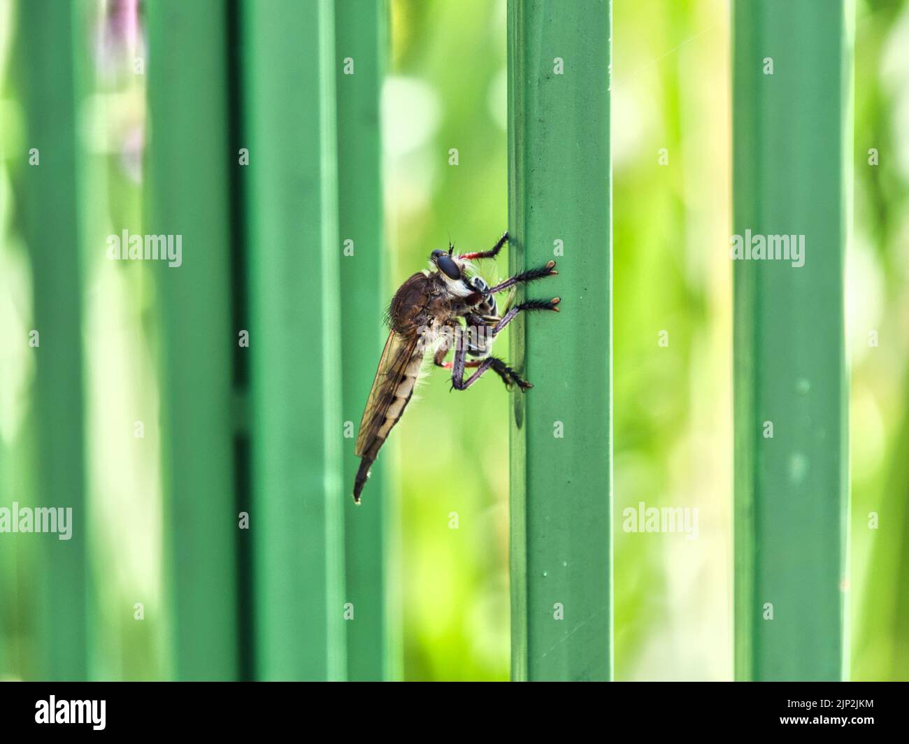 An einem heißen Sommertag im Overland Park Kansas ruhte der große Kahl auf einem grünen Metallgeländer. Stockfoto