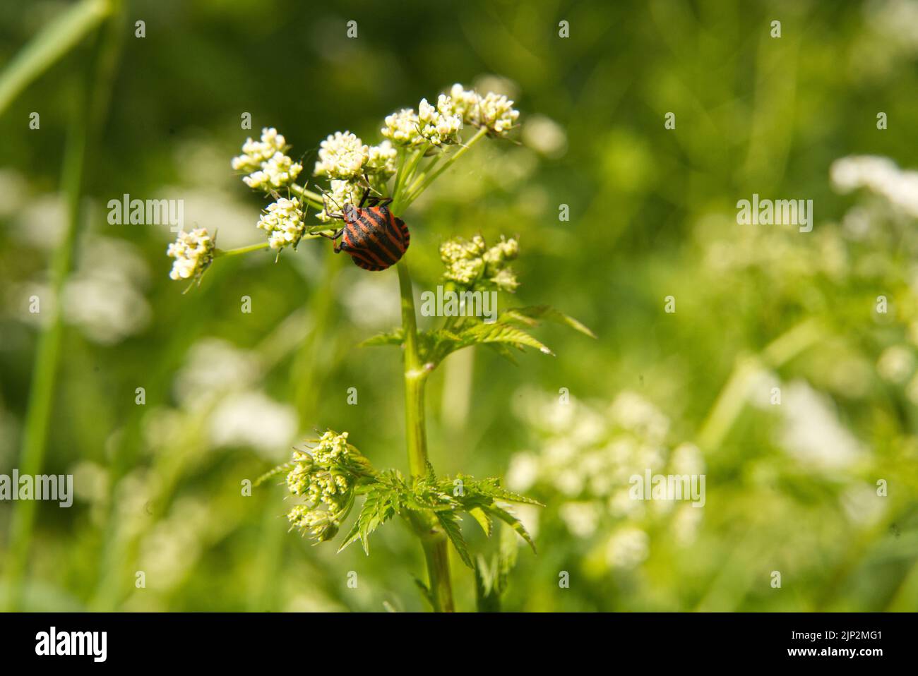 Eine Nahaufnahme eines gestreiften Schildwanzers, Graphosoma italicum auf einer Blume. Stockfoto