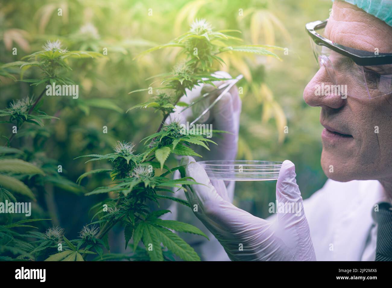 Cannabis Sativa oder Cannabis Indica medizinische Pflanzenzucht Landwirtschaft mit Wissenschaftler arbeiten Hanf Blume Knospen Forschung für die Medizin. Stockfoto