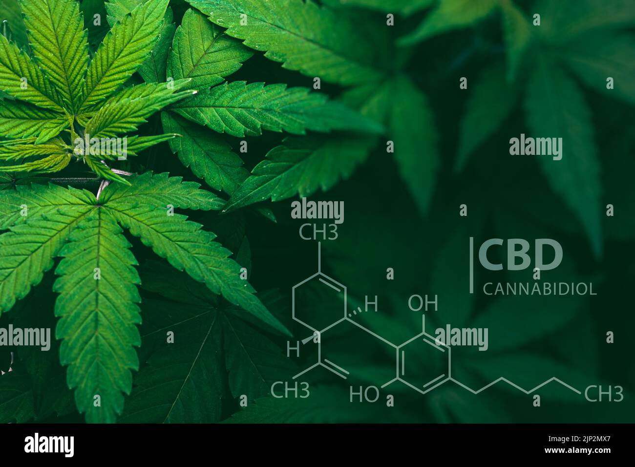 Cannabis CBD-Pflanze Blatt Marihuana mit chemischer Struktur für Hanf wissenschaftlichen Hintergrund Stockfoto