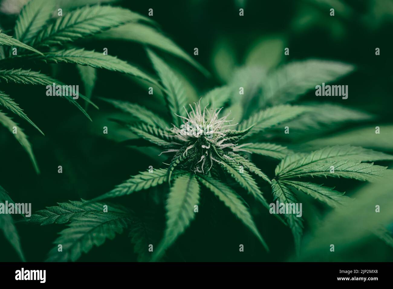 Cannabis Sativa oder Cannabis Indica grün Hanf Pflanze Blatt topview für Banner Hintergrund Stockfoto