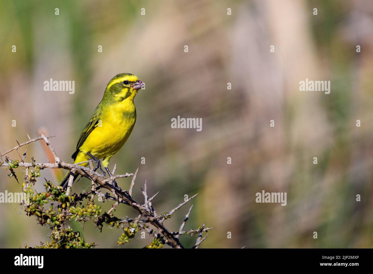 Gelber Kanarienvögel im West Coast National Park, Südafrika Stockfoto