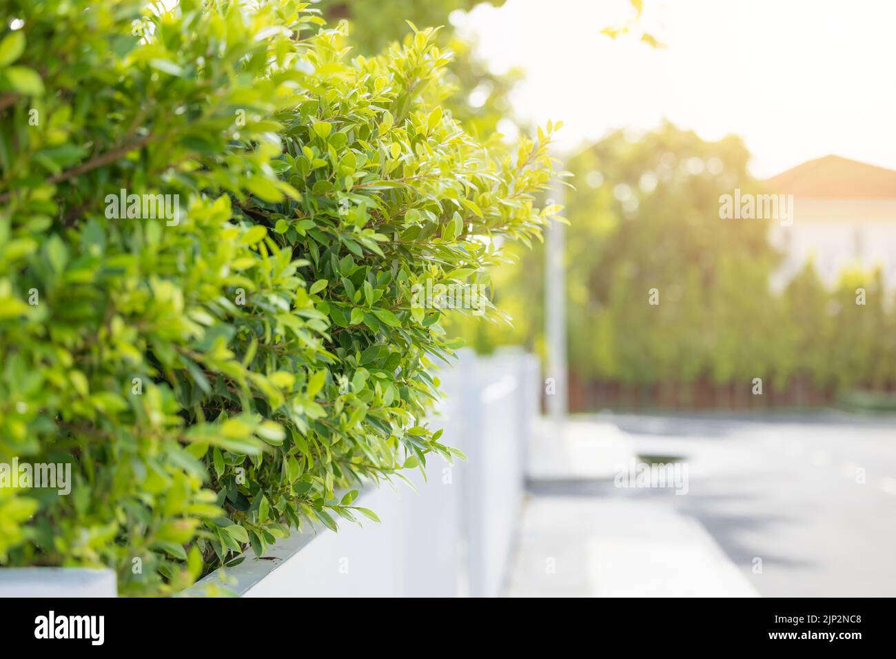 Grüner Baum frische Luft mit Pflanzenbaum für eine gute Umwelt im Hausdorf leben mit Naturkonzept. Stockfoto
