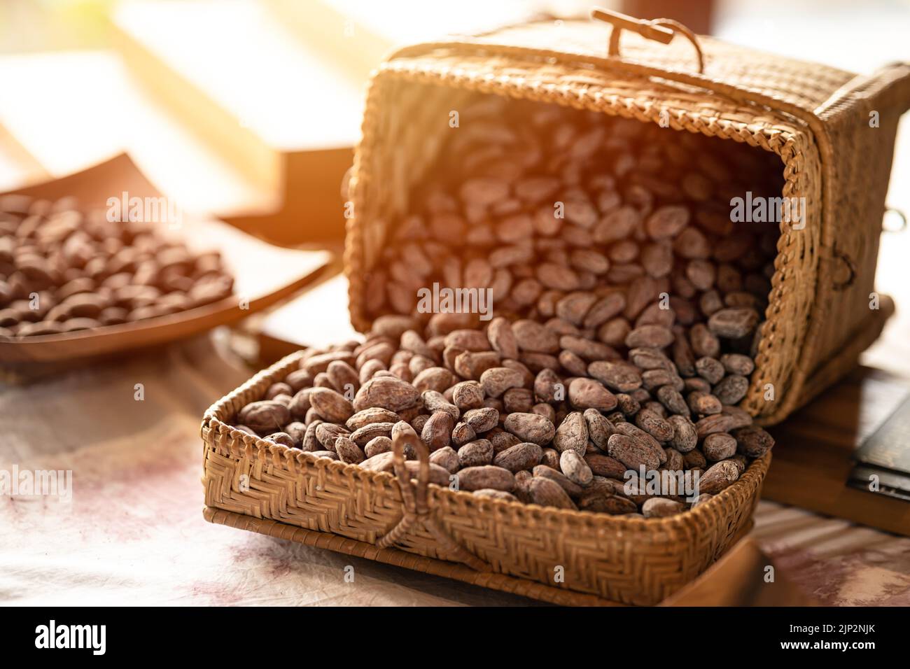Kakaobohne, Kakaosamen zum Trocknen als Ausgangsmaterial für die Herstellung von Schokolade Stockfoto