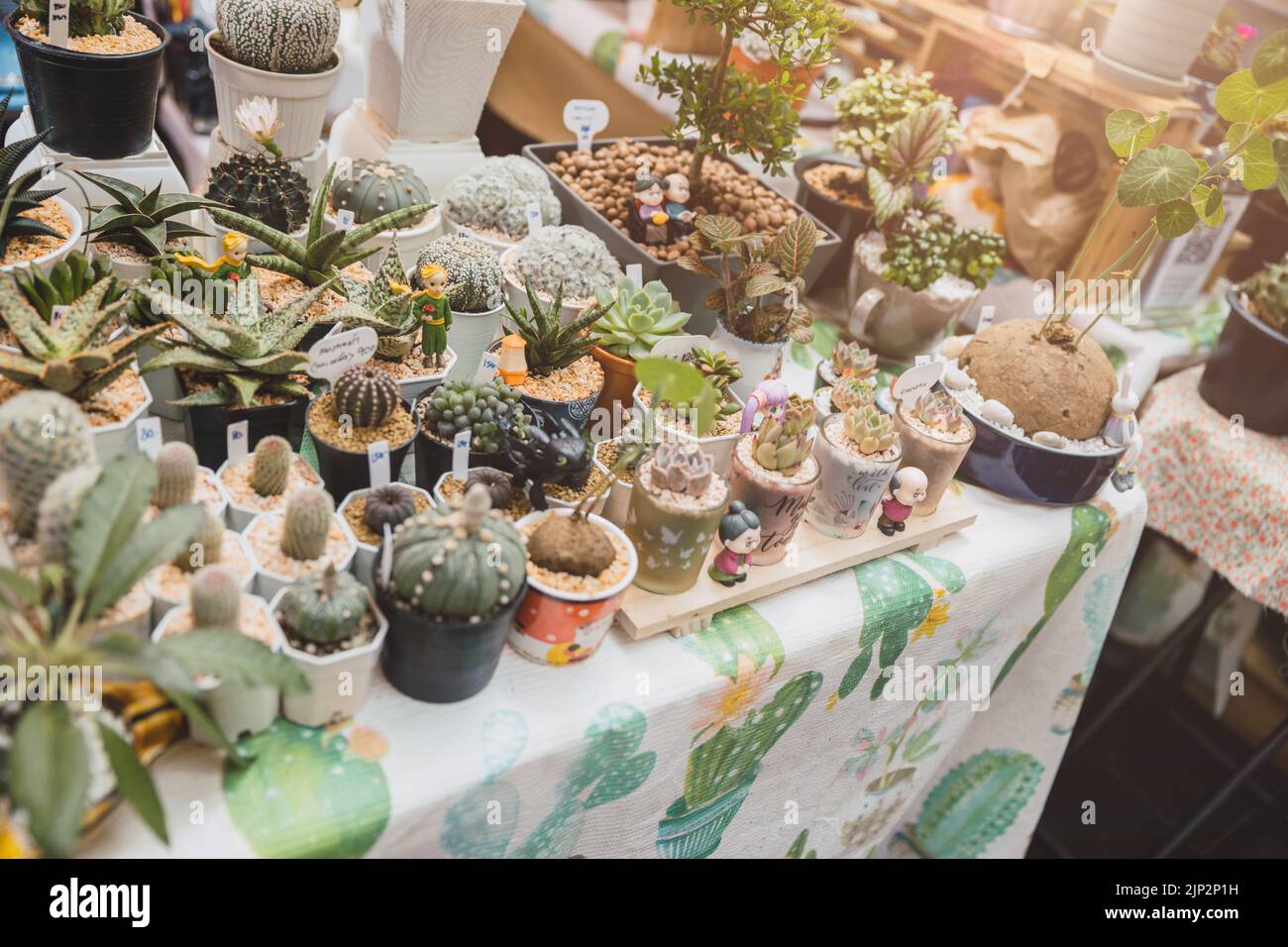 Kleine Kaktus eingetopft grüne Pflanze verkaufen bei Botanik Shop für Heimtextilien Stockfoto