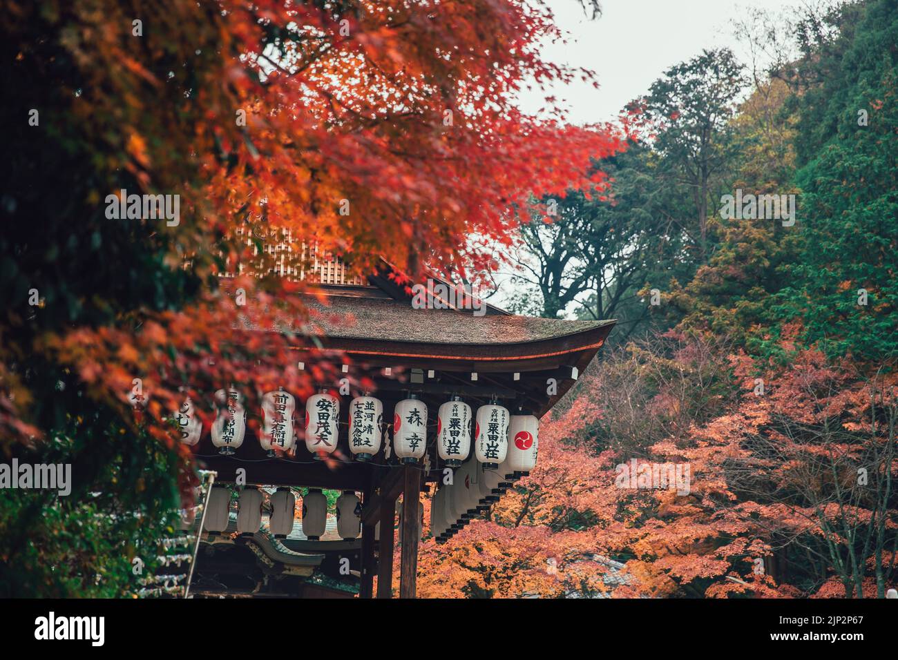 Der schönste alte japanische Tempel oder Glanz in Kyoto rund um roten Ahornwald in der Herbstsaison.29 November 2017.Kyoto, JAPAN. Stockfoto