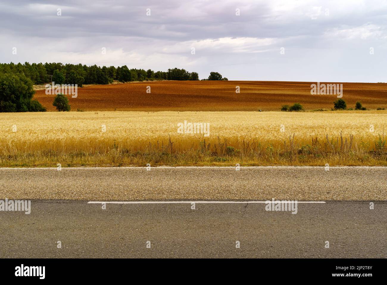 Asphaltstraße in der ländlichen Landschaft mit Getreideplantage. Stockfoto