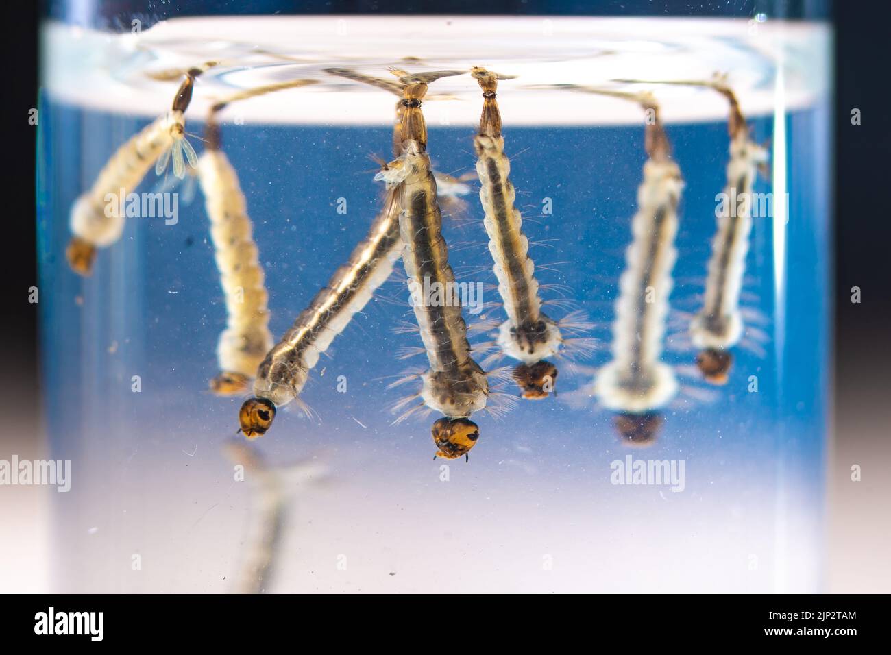 Asiatische TigerMückenlarven im Wasser lebendig, Aedes albopictus