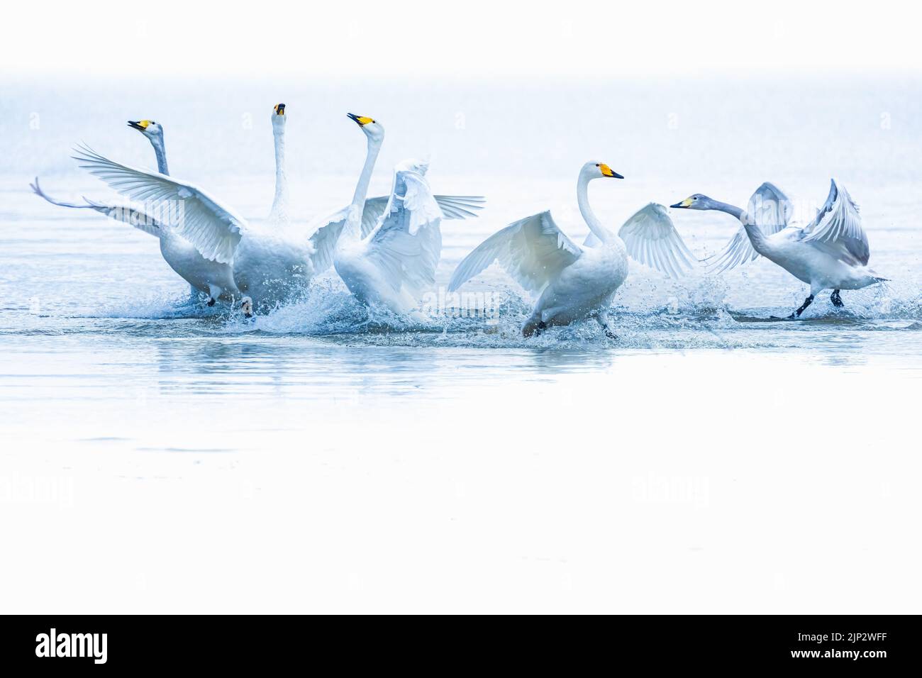 Eine wunderschöne Aufnahme einer Schwäne, die auf dem Wasser landen - perfekt für den Hintergrund Stockfoto