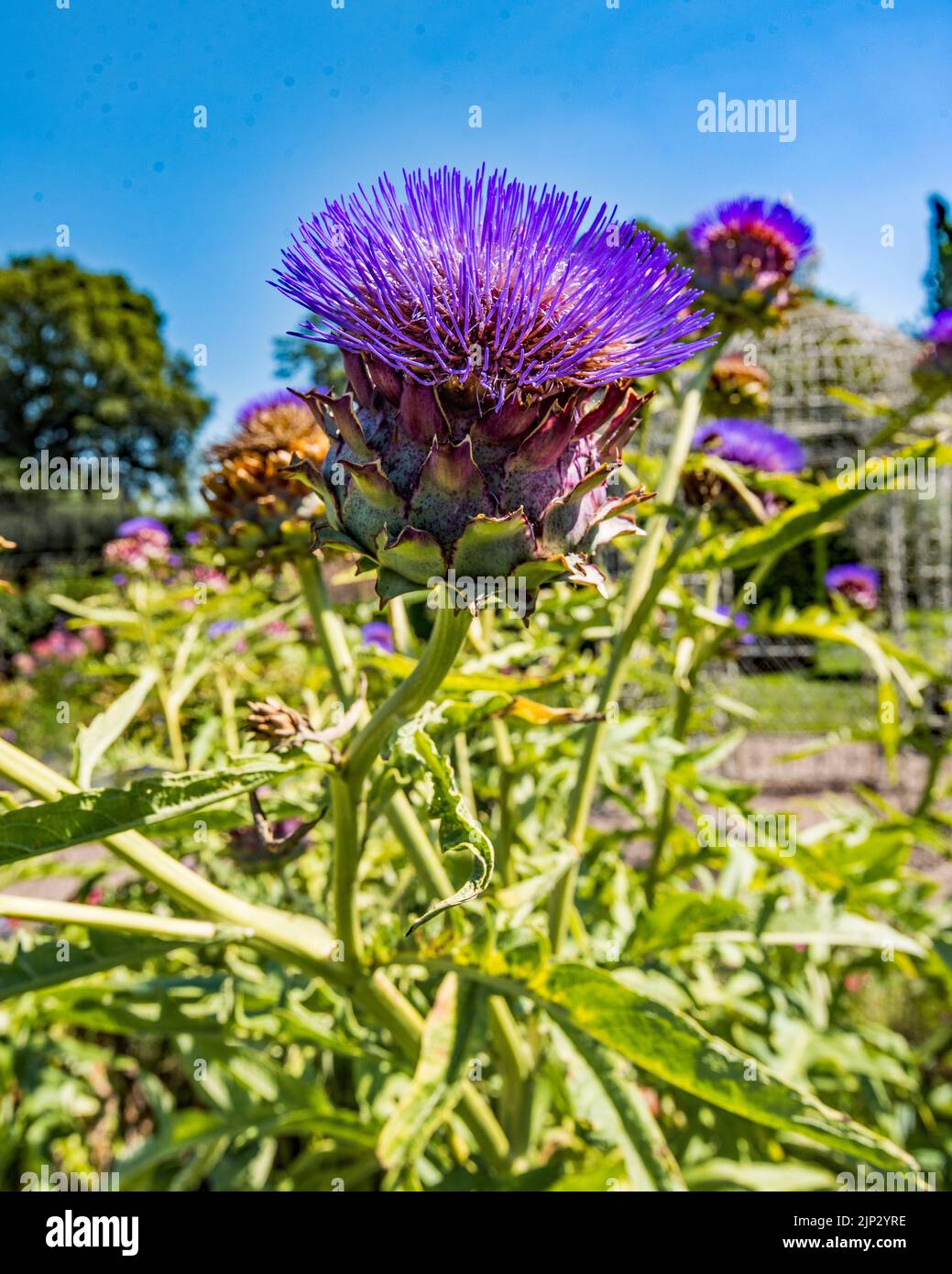 Die Gärten von Arley Hall und Gardens Northwich, Heshire. Arley Hall ist ein herrschaftliches Haus mit schönen Gärten und prächtigen, doppelt krautigen Grenzen. Stockfoto