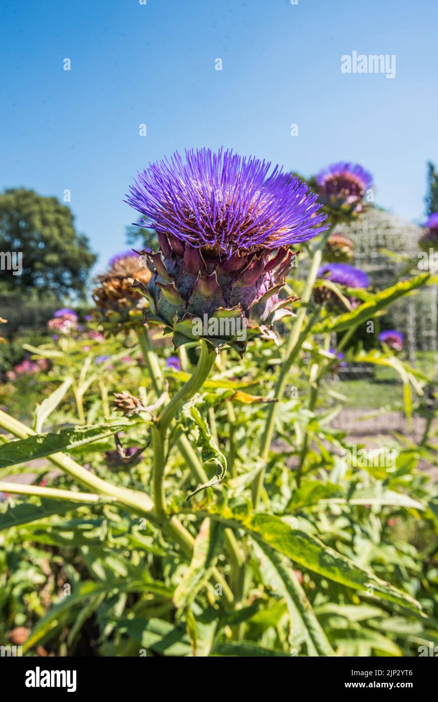 Die Gärten von Arley Hall und Gardens Northwich, Heshire. Arley Hall ist ein herrschaftliches Haus mit schönen Gärten und prächtigen, doppelt krautigen Grenzen. Stockfoto