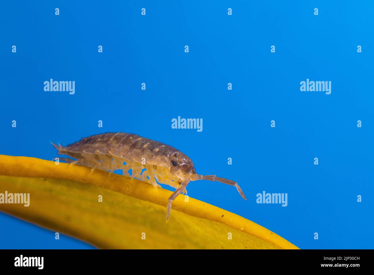 Eine Makroaufnahme eines groben Sau-Käfers auf einer gelben Pflanze Stockfoto