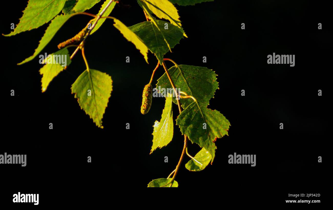 Blätter mit schwarzem Hintergrund in der Natur Stockfoto