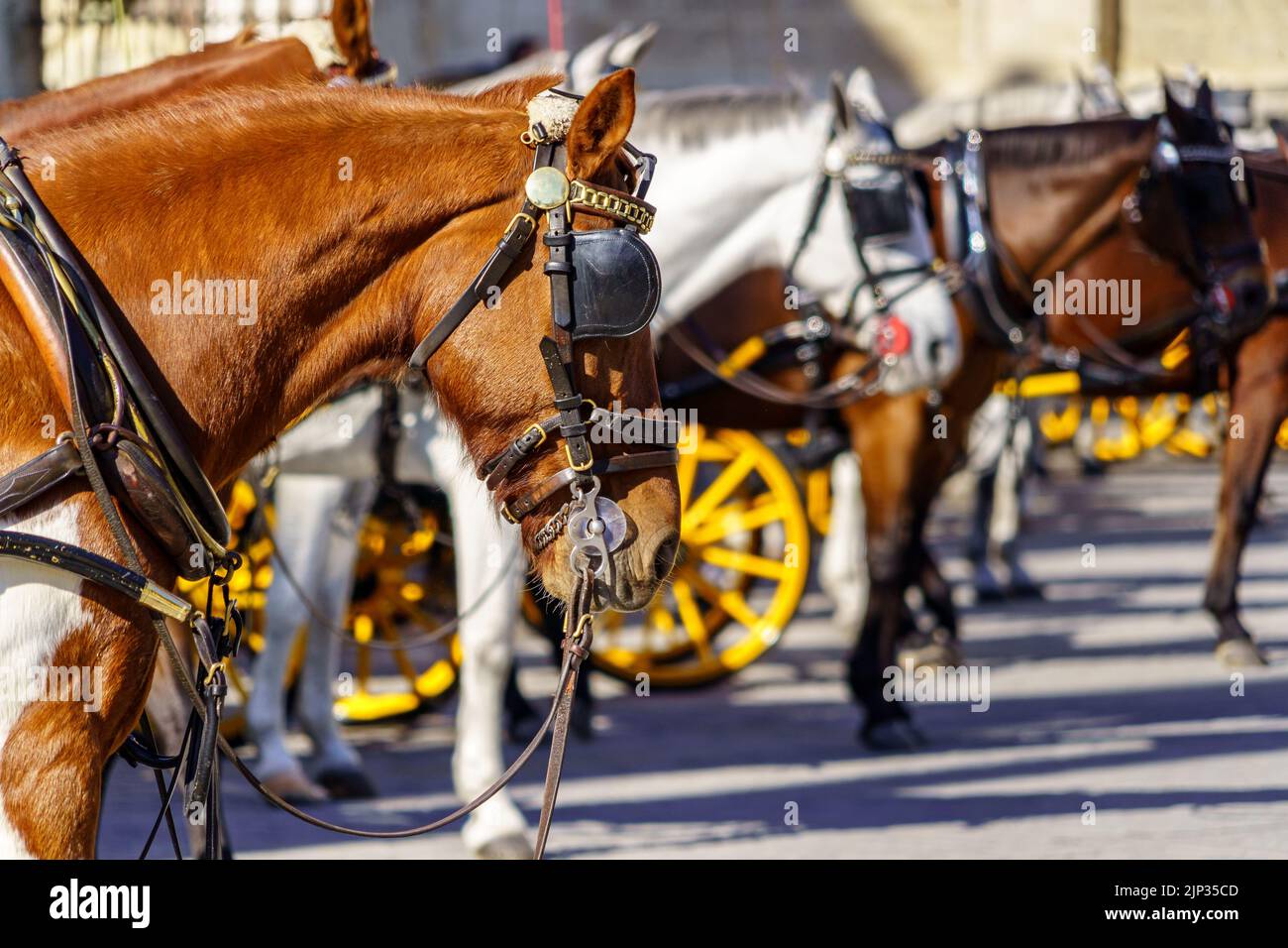 Touristische Kutschenpferde in der Stadt Sevilla, warten auf Kunden für die touristische Route. Sevilla, Stockfoto