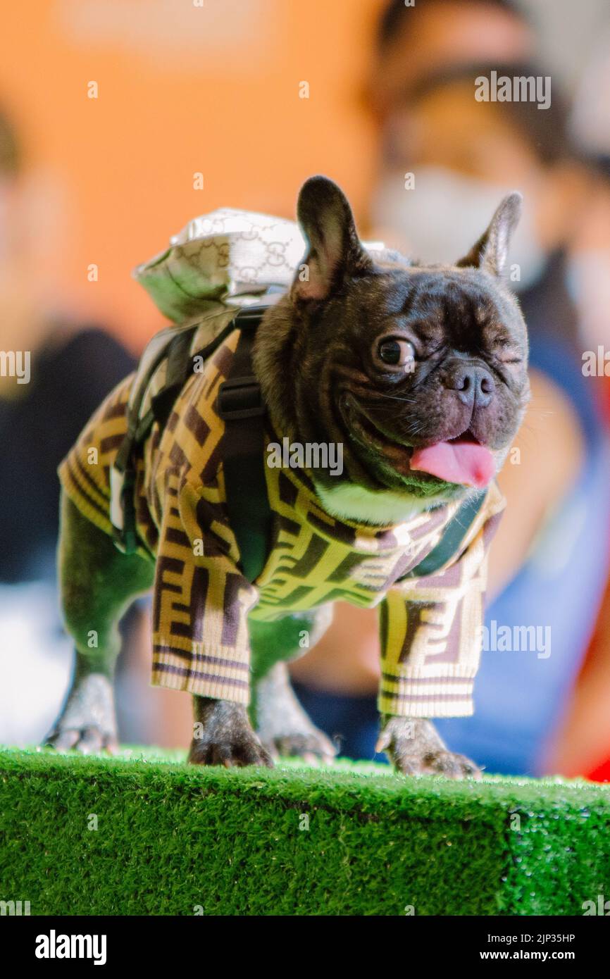 Eine vertikale Aufnahme eines schönen einäugigen Moorhundes, der ein Kostüm auf der Hundeschau trägt Stockfoto
