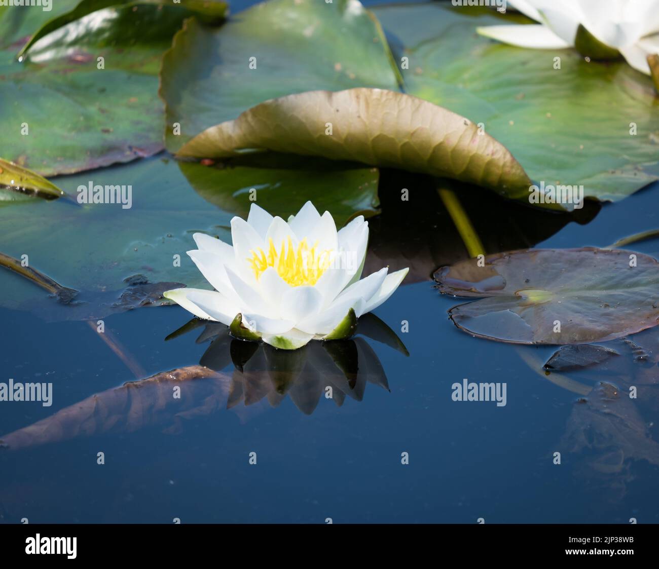 Seerosen & Pads auf der Oberfläche eines Teiches Stockfoto
