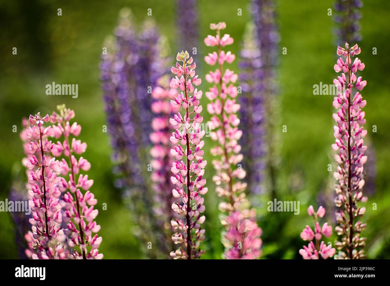 lupinus polyphyllus blühen oder blaue Schote Lupine im Blumenbeet auf ländlichem Hintergrund. Stockfoto
