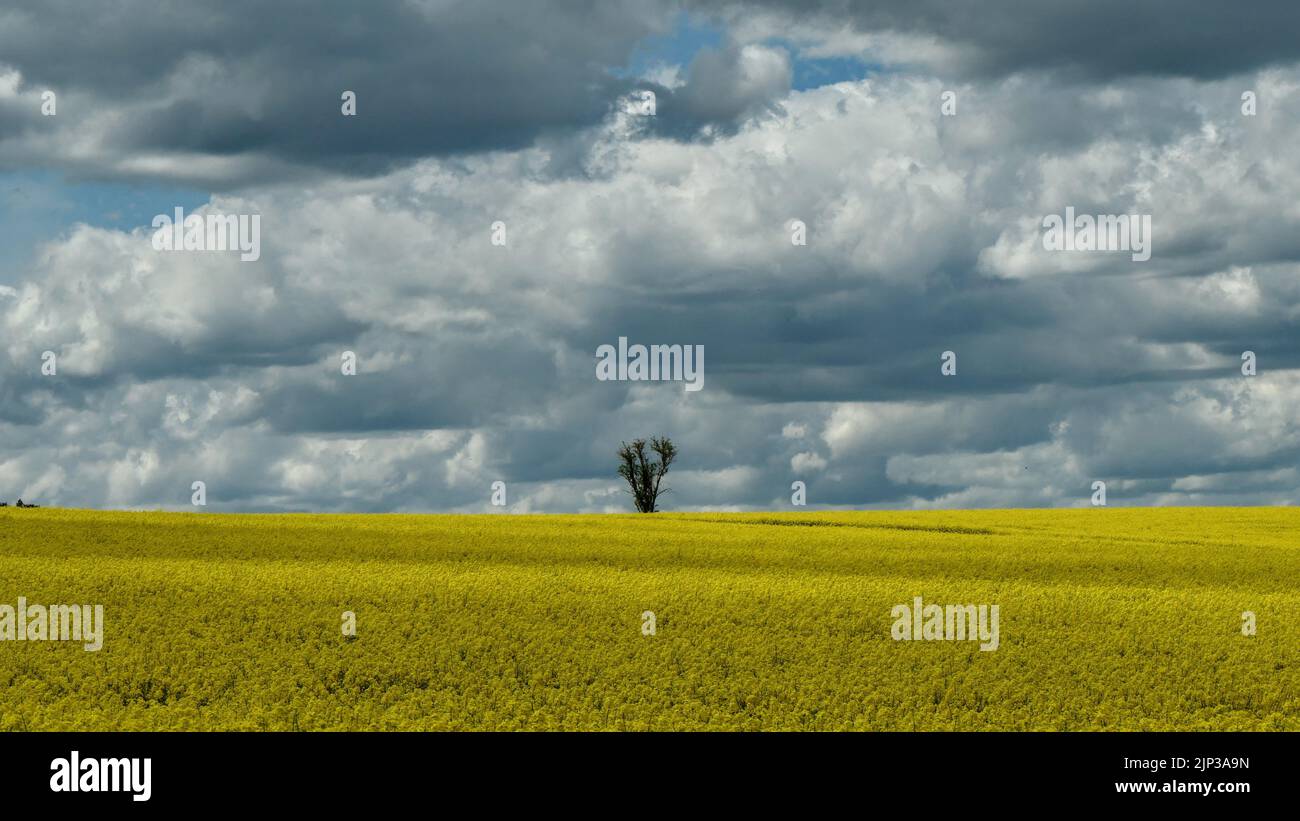 Eine malerische Aussicht auf ein gelbes Rapsfeld mit einem Baum in der Mitte unter einem bewölkten Himmel Stockfoto