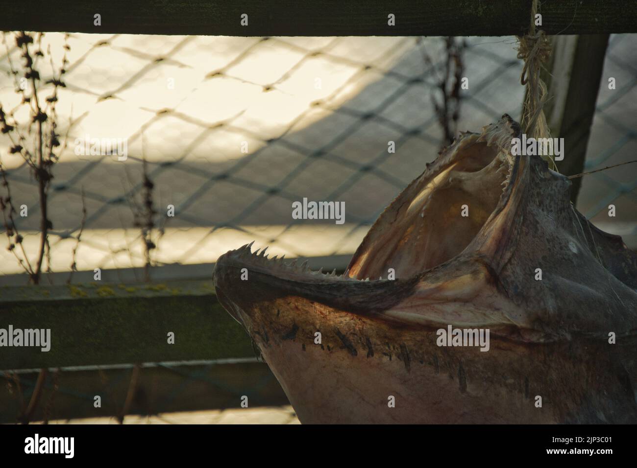 Großer Fisch mit scharfen Zähnen im Trocknungskäfig in Norwegen Stockfoto