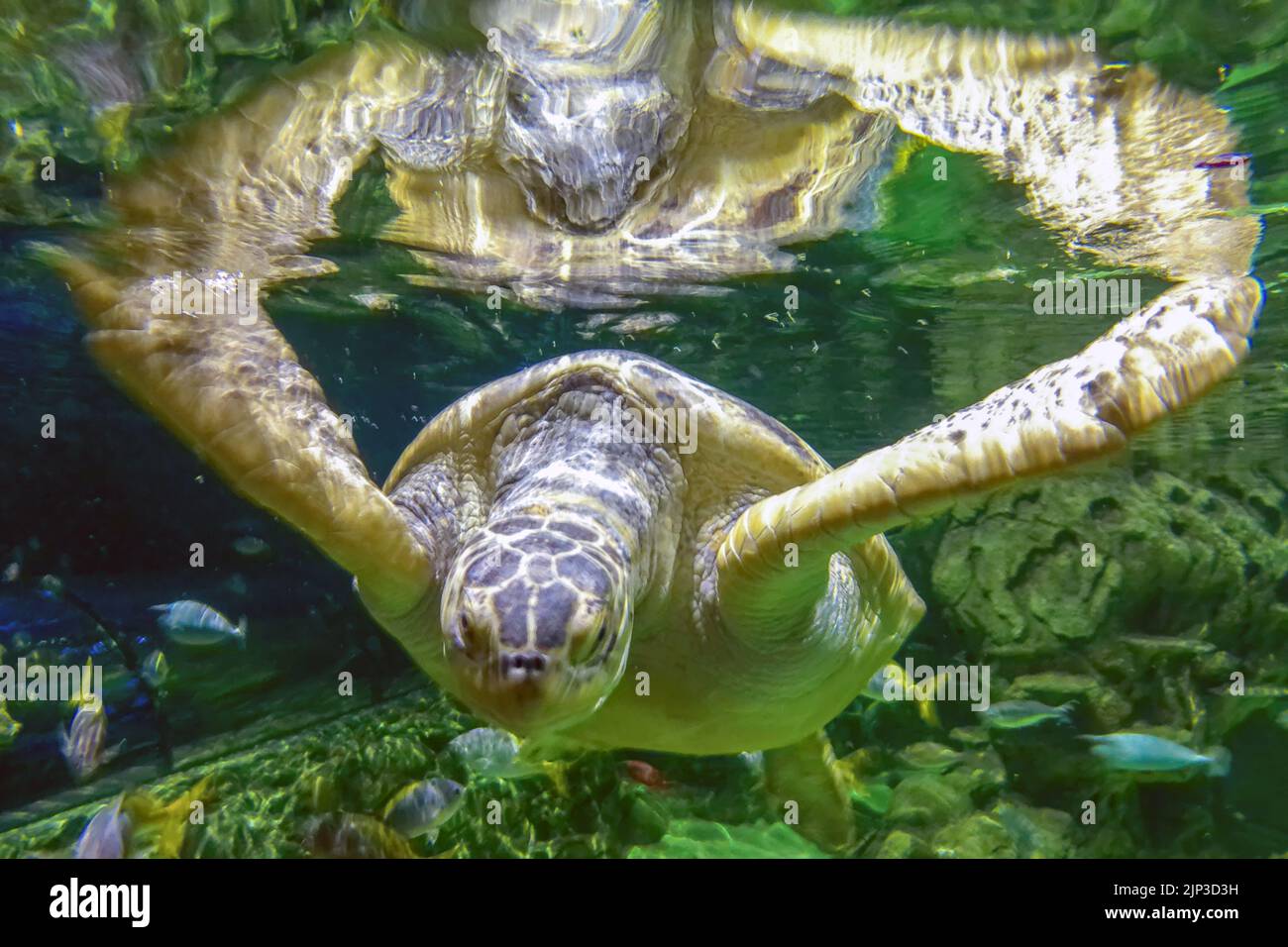 Brighton, August 10. 2022: Das 1872 eröffnete, älteste noch in Betrieb befindliche Aquarium der Welt, das Brighton's Sea Life Centre, feiert sein 150.-jähriges Bestehen Stockfoto