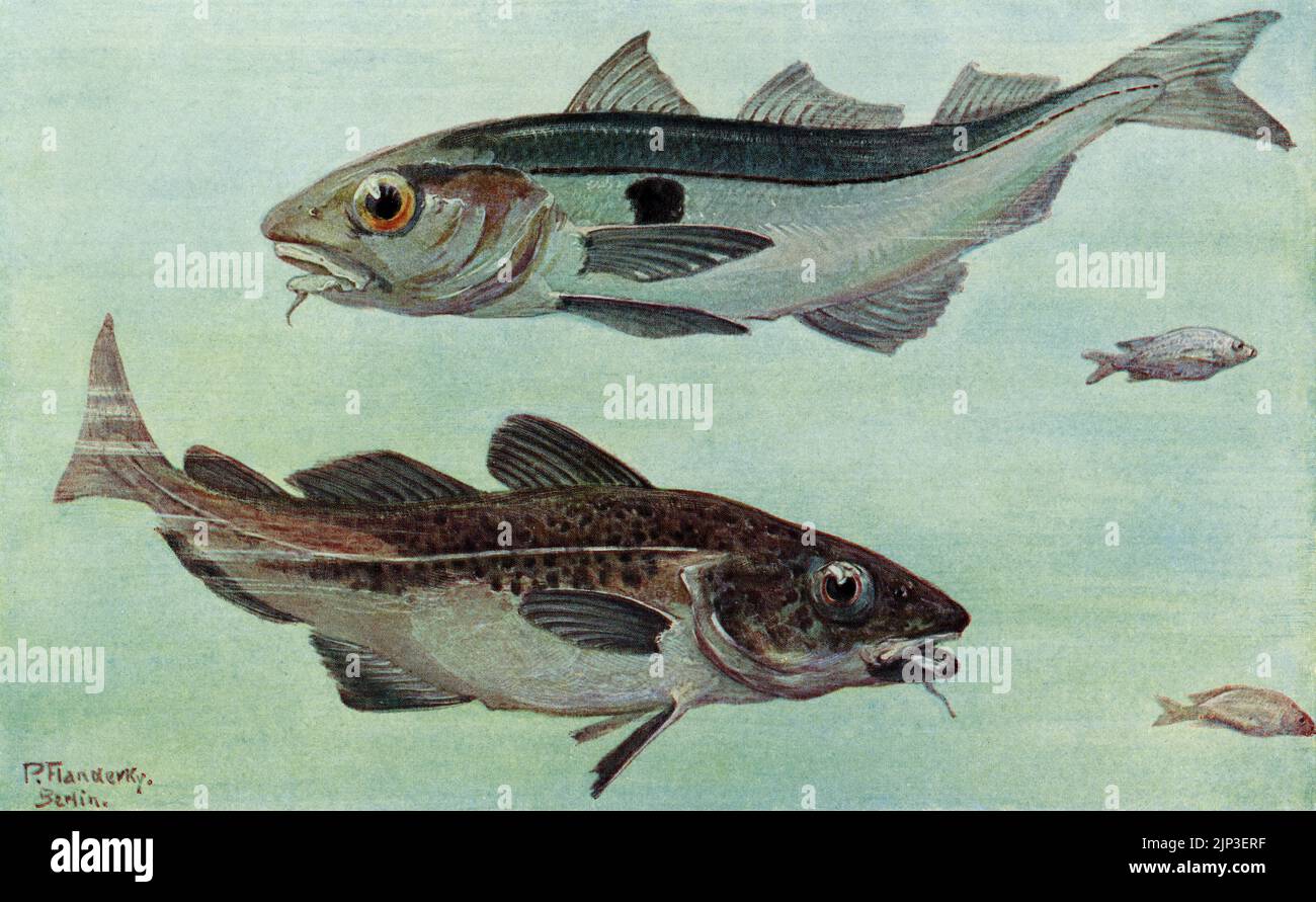 Schellfisch (Melanogrammus aeglefinus, oben) und grönländischer Kabeljau (Gadus ogac, unten): Grenzenlos signiertes Gemälde des deutschen Wildtierkünstlers Paul Flanderky (1872–1937), erschienen in Leipzig und Wien in der 4. Auflage von Brehms Tierleben (1911–18). Stockfoto