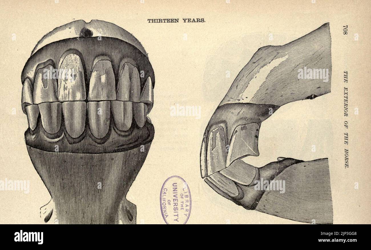 Das Äußere des Pferdes (Seite 708) Stockfoto