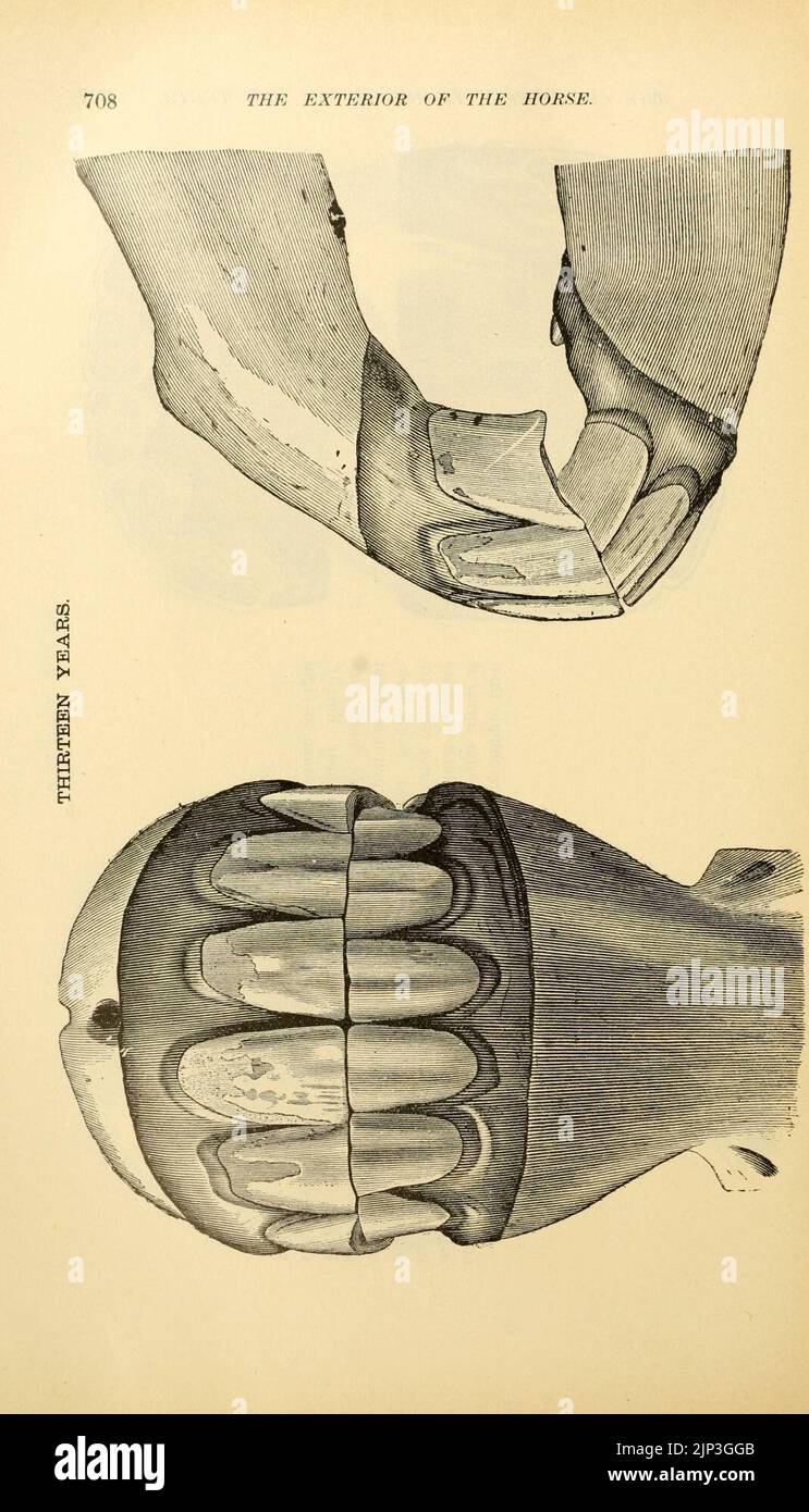 Das Äußere des Pferdes (Seite 708) Stockfoto