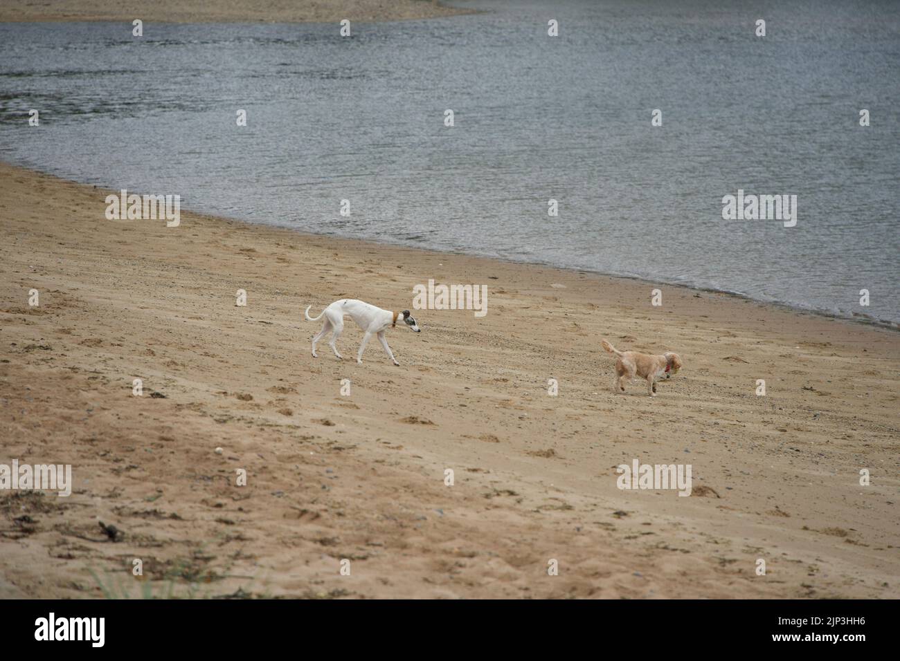Zwei entzückende Hunde jagen sich an einem Sandstrand in der Nähe des welligen Ozeans Stockfoto