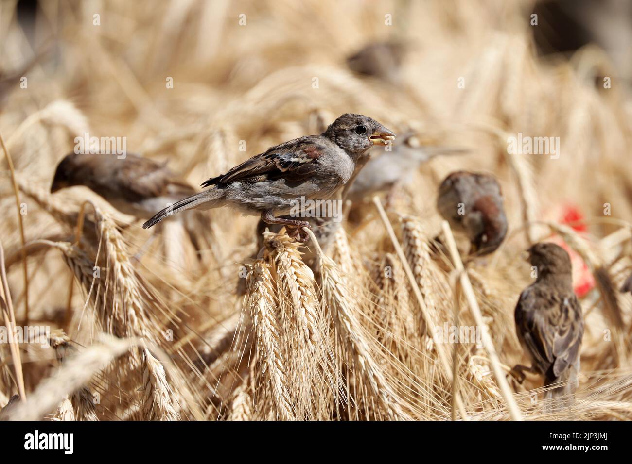 Spatzen essen Getreide, das auf Ähren von Weizen auf dem Feld mit roten Mohnblumen sitzt. Ländliche Szene, Hintergrund für Ernte und Landwirtschaft Stockfoto