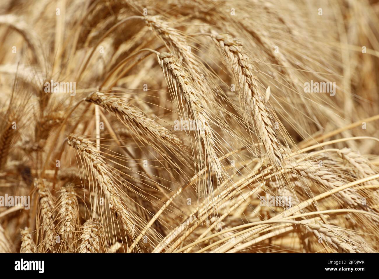 Ähren von Weizen auf sonnigem Feld. Ländliche Szene, Hintergrund für Ernte und Landwirtschaft Stockfoto