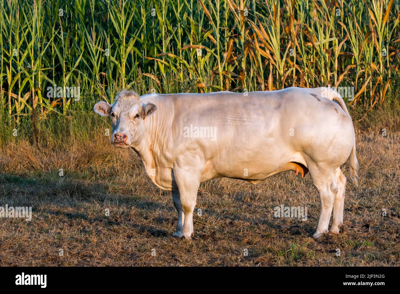Weiße Charolais-Kuh, französische Taurinrindrinderrasse, auf einer Wiese vor dem Maisfeld / Maisfeld / Maisfeld im Sommer bei Sonnenaufgang Stockfoto