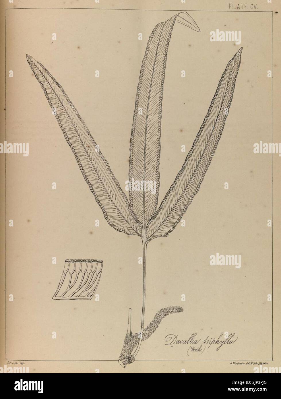 Die Farne von Britisch Indien (CV) (8530311143) Stockfoto