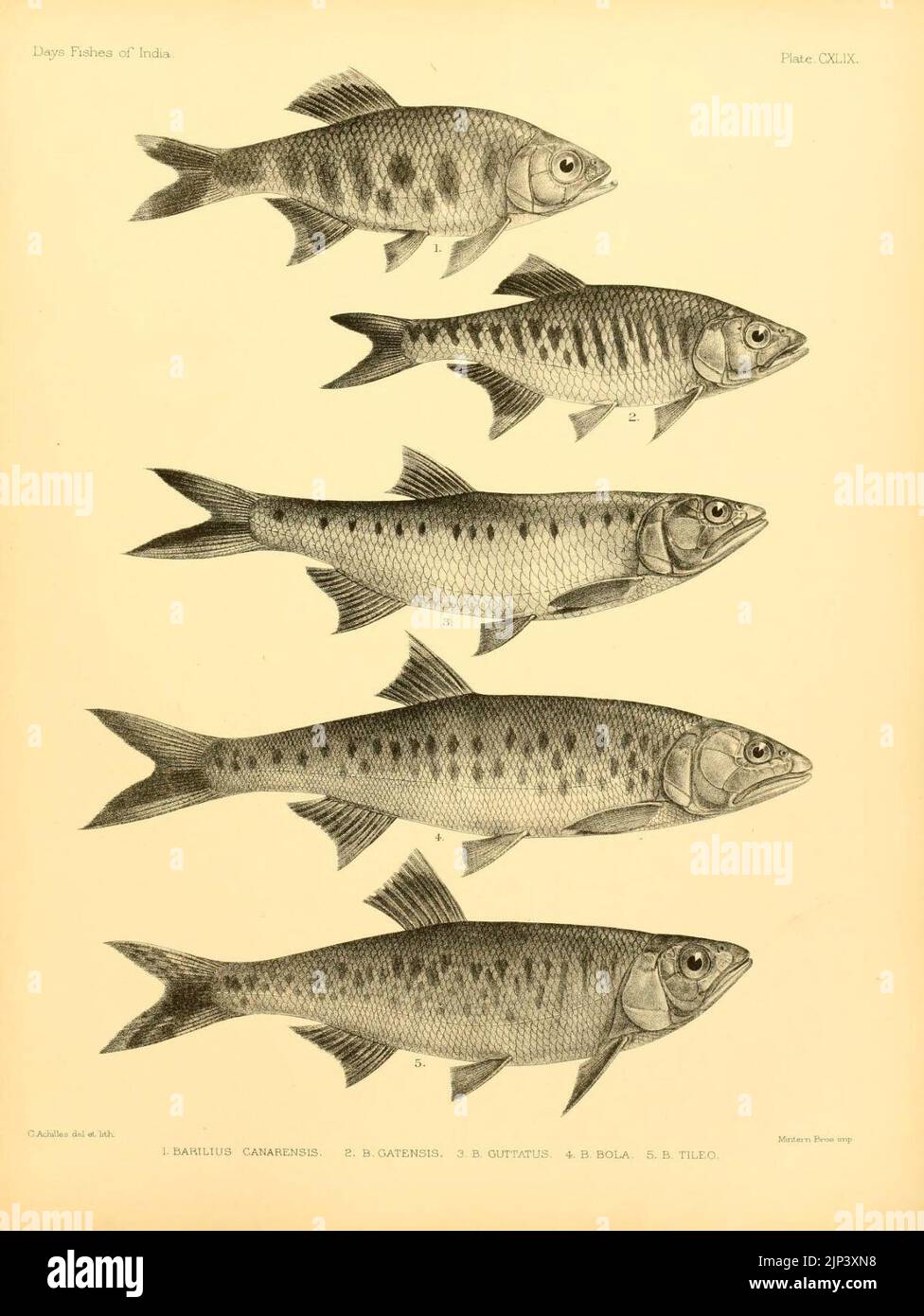 Die Fische von Indien (Platte CXLIX) (7070541853) Stockfoto