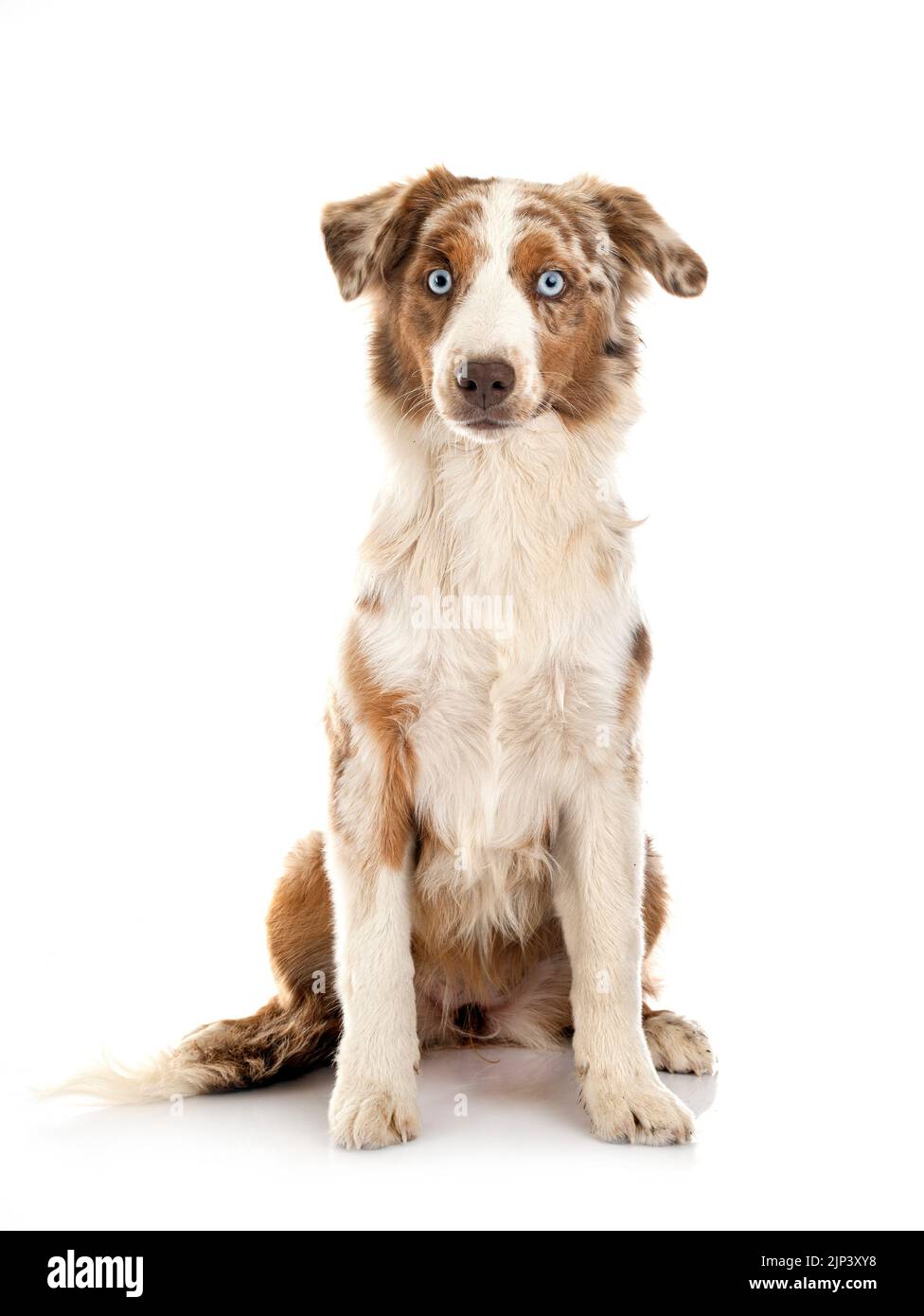 Miniatur American Shepherd vor weißem Hintergrund Stockfoto
