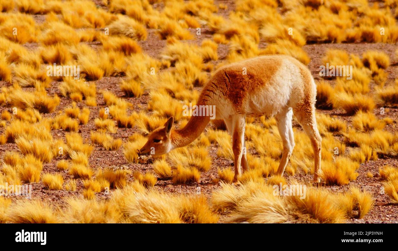 A vicuna (Lama vicugna) grast in der verlassenen Gegend in San Pedro de Atacama, Chile Stockfoto