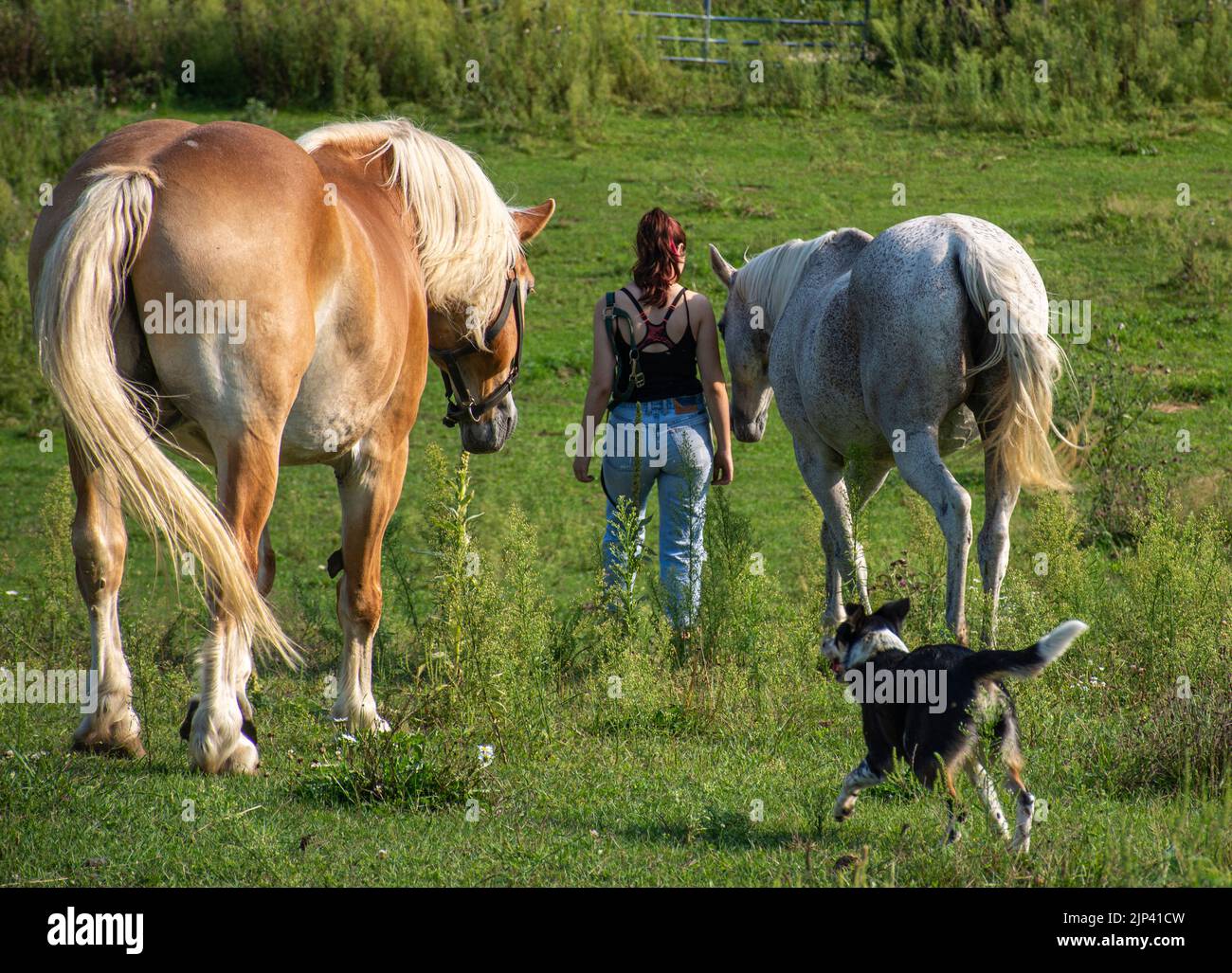Eine Nahaufnahme von schönen Pferden und einem Mädchen auf dem Feld Stockfoto