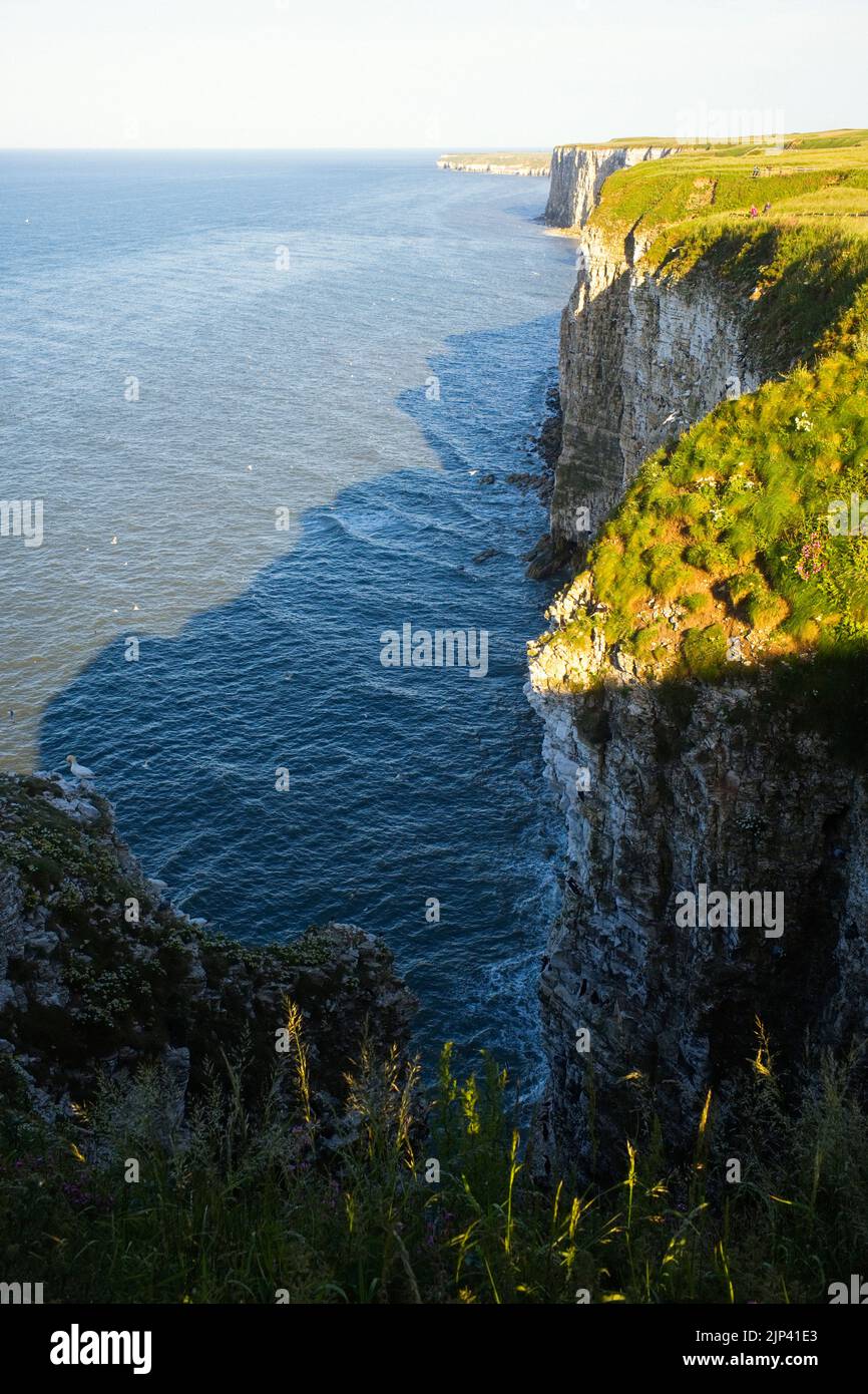 Blick auf die vielen tausend Seevögel bei Bempton Cliffs Stockfoto