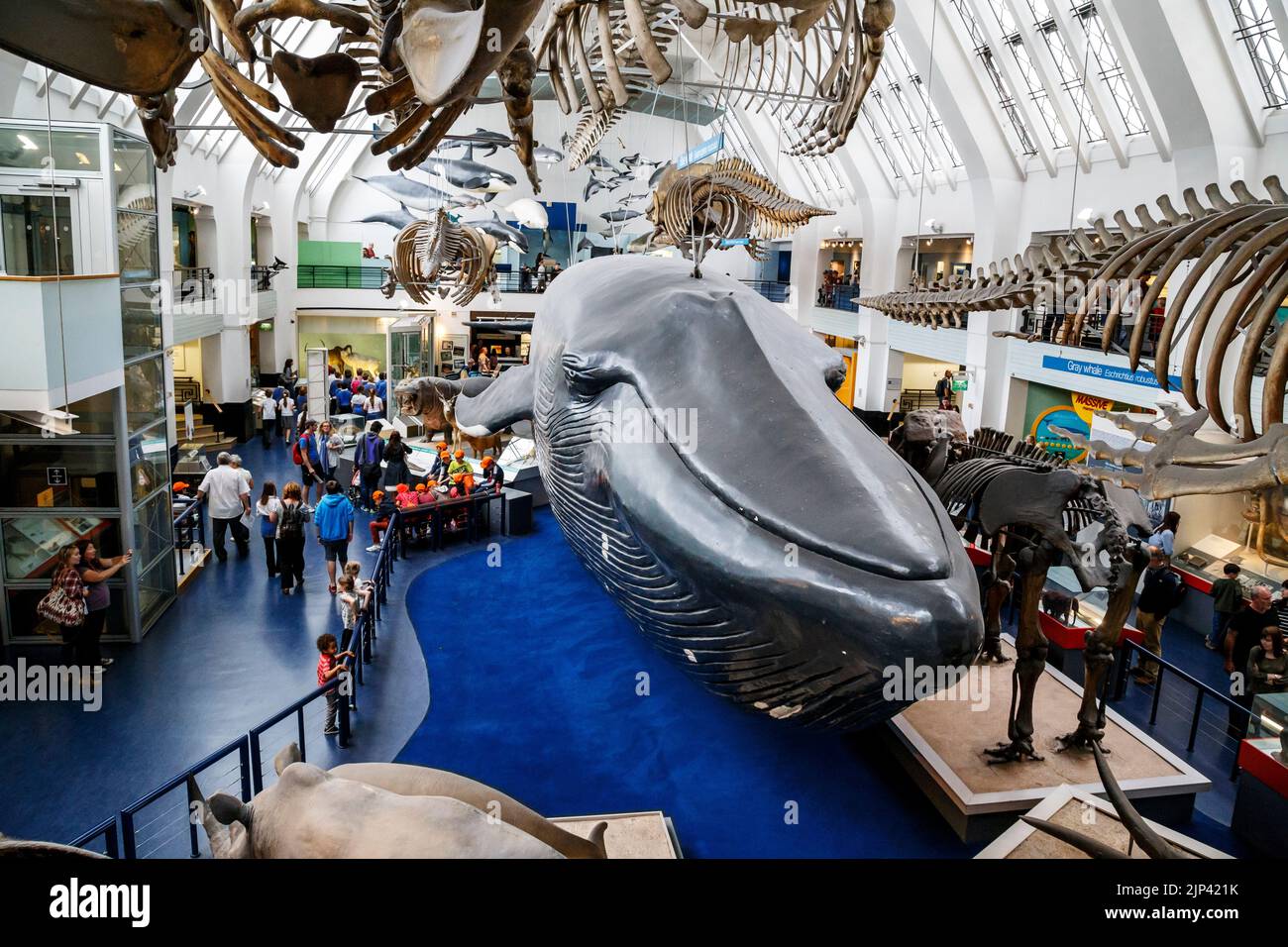 LONDON, GROSSBRITANNIEN - 22. MAI 2014: Dies ist die Halle der Säugetiere im Museum of Natural History. Stockfoto